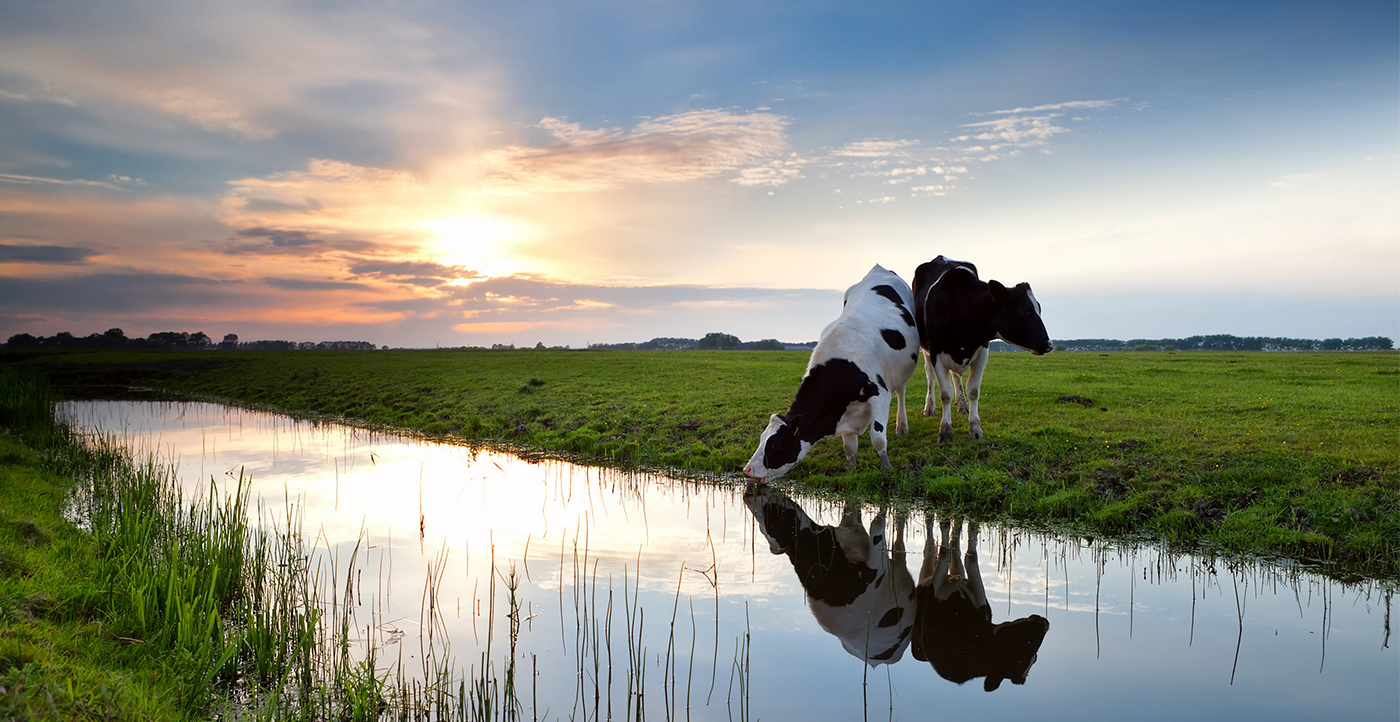 Blue Lake Dairy Group